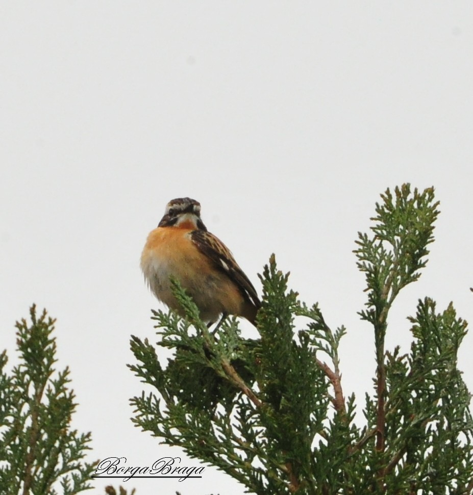 Whinchat - ML57894141
