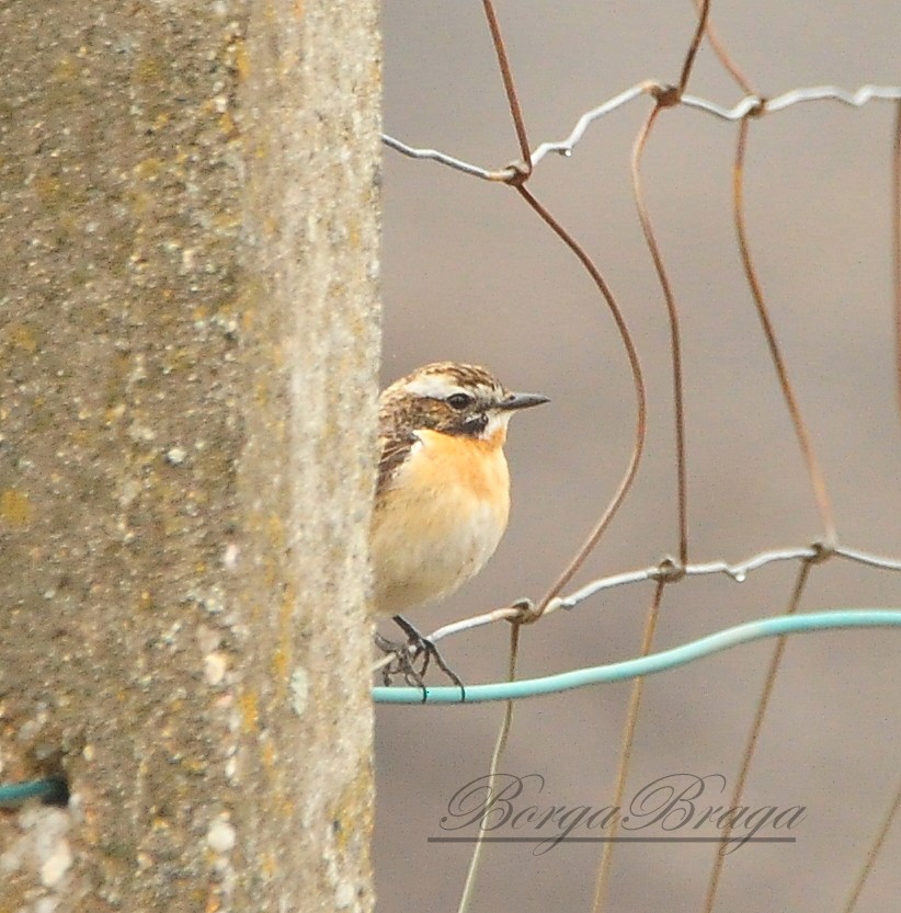 Whinchat - ML57894151