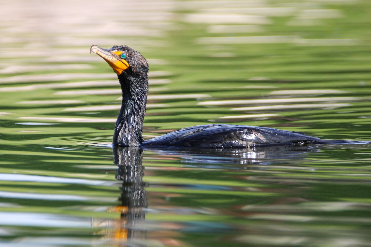 Double-crested Cormorant - Alex George