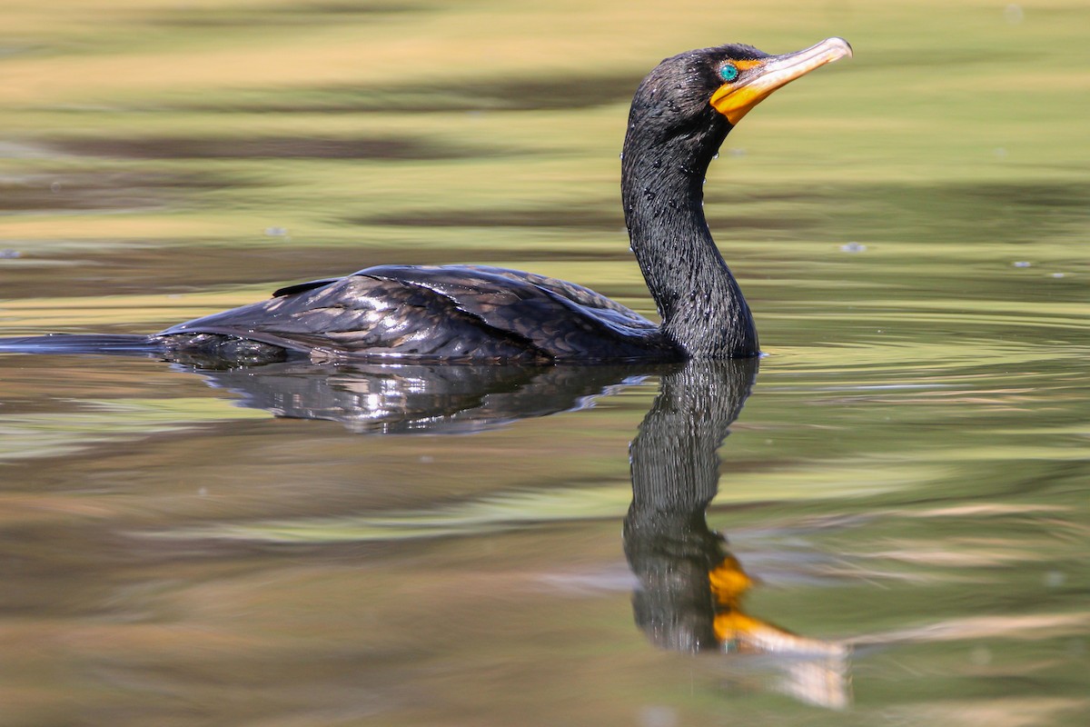 Double-crested Cormorant - Alex George