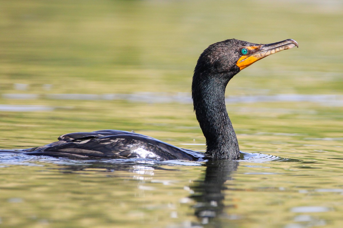 Double-crested Cormorant - Alex George