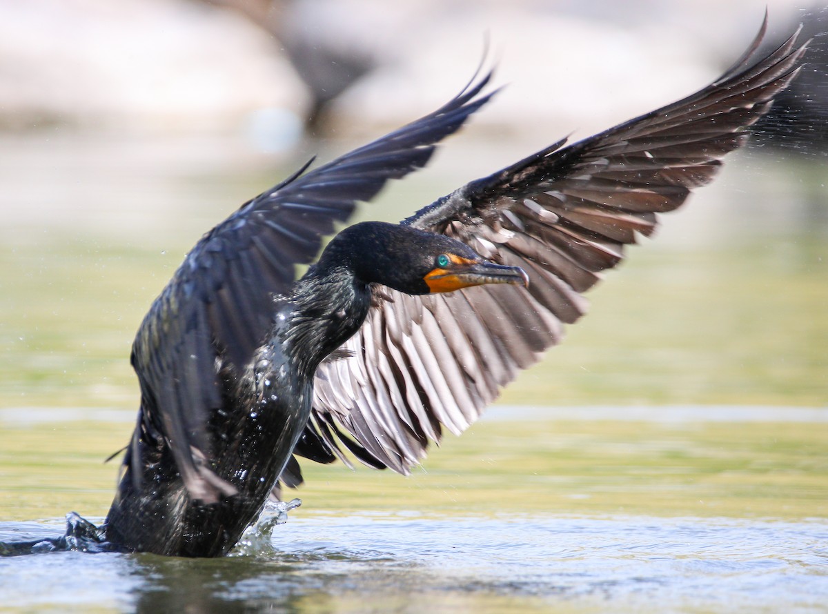 Double-crested Cormorant - Alex George