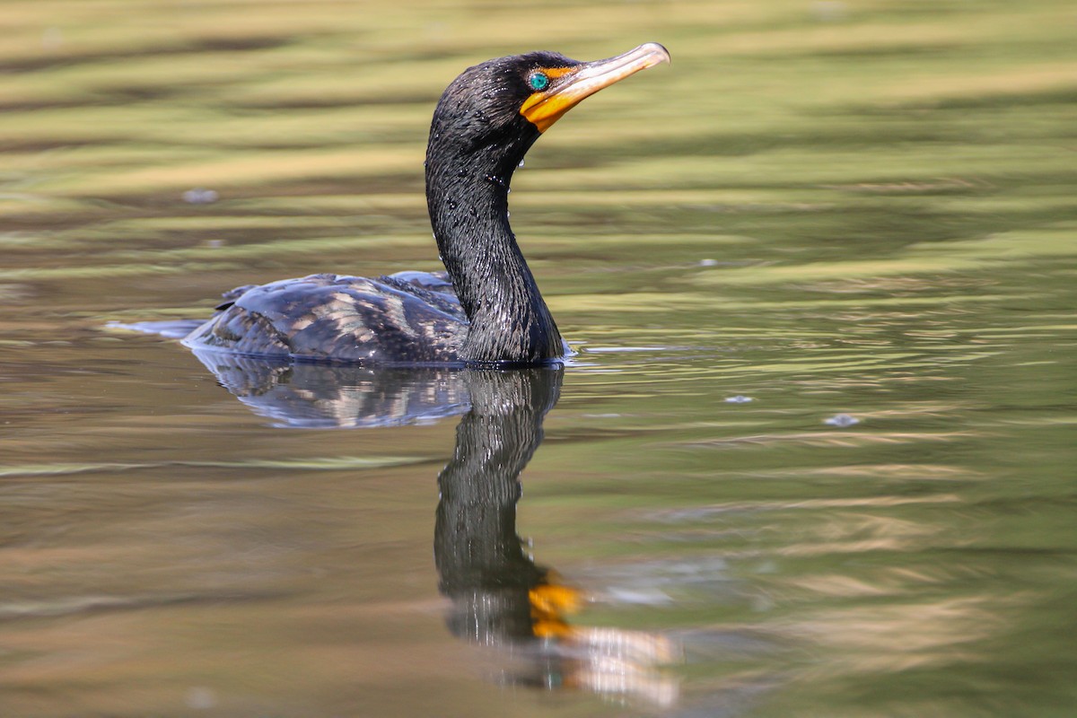 Double-crested Cormorant - ML578942741