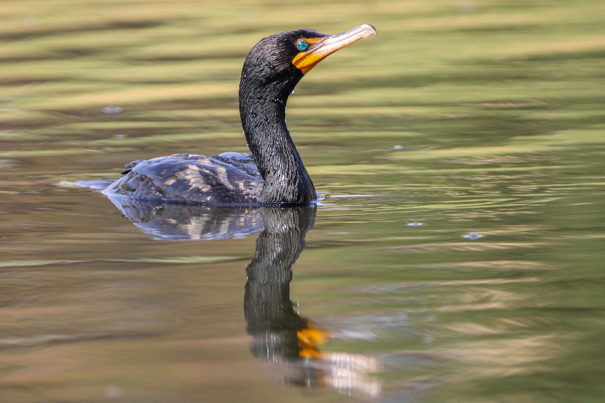 Double-crested Cormorant - Alex George