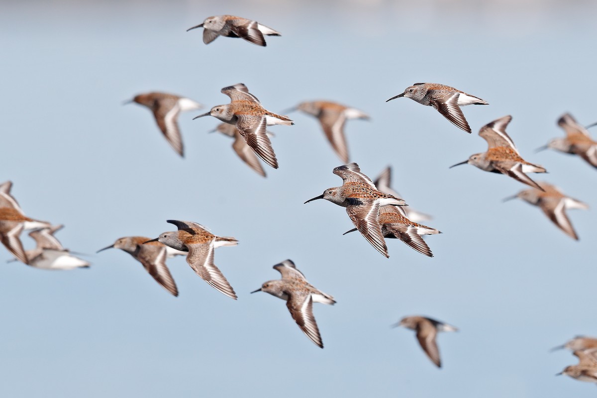 Dunlin - Geoff Malosh