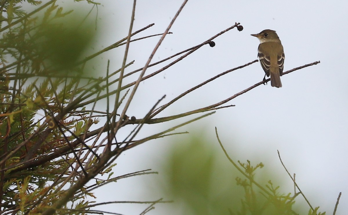 Willow Flycatcher - ML578943841