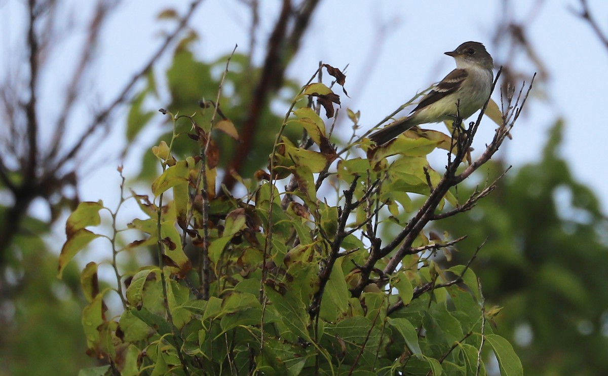 Willow Flycatcher - Rob Bielawski