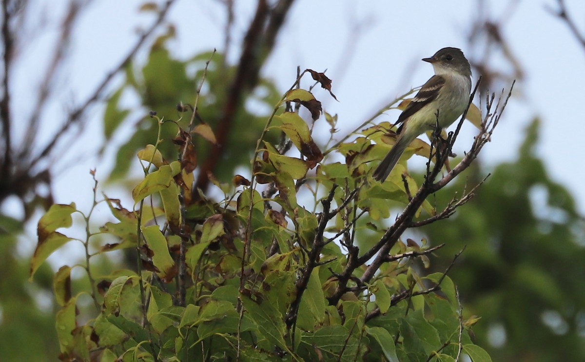 Willow Flycatcher - ML578943891