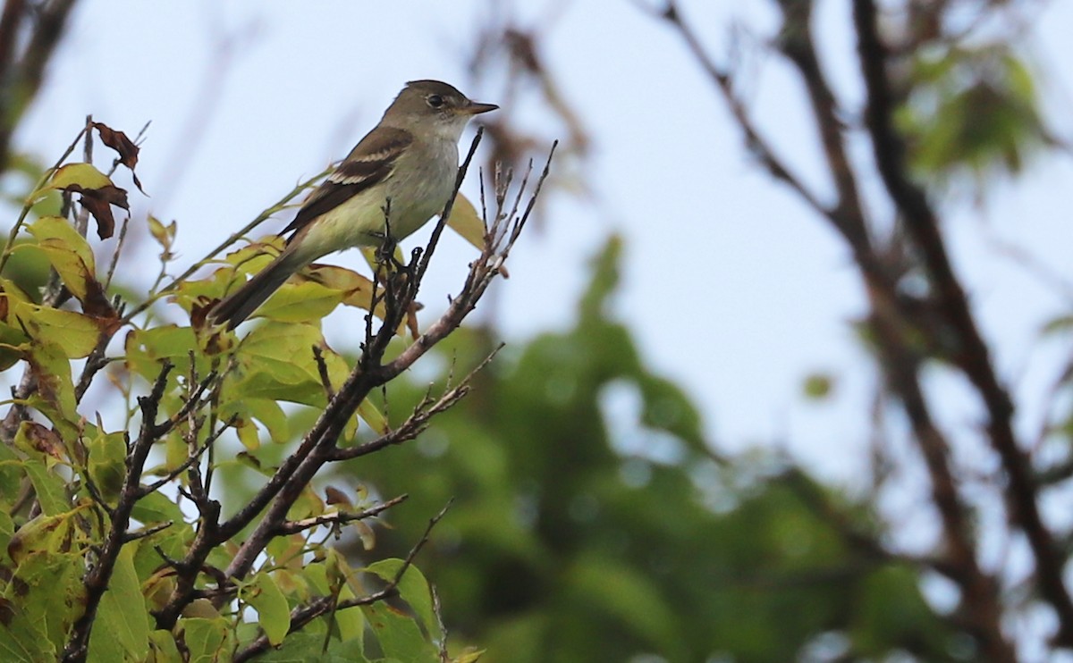 Willow Flycatcher - Rob Bielawski