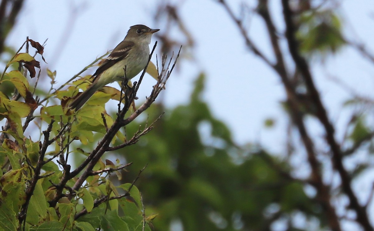 Willow Flycatcher - Rob Bielawski