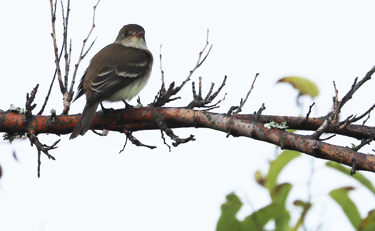 Willow Flycatcher - ML578943981