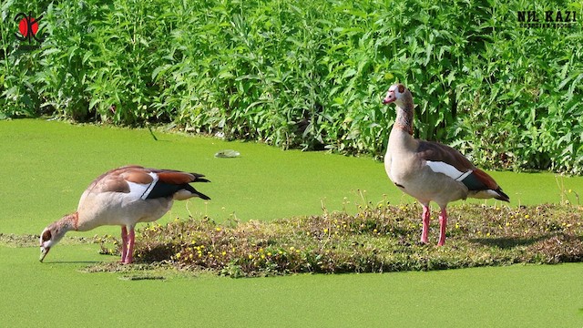 Egyptian Goose - ML578944141