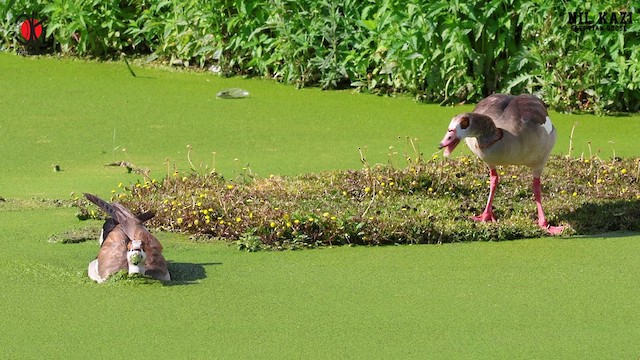 Egyptian Goose - ML578944161