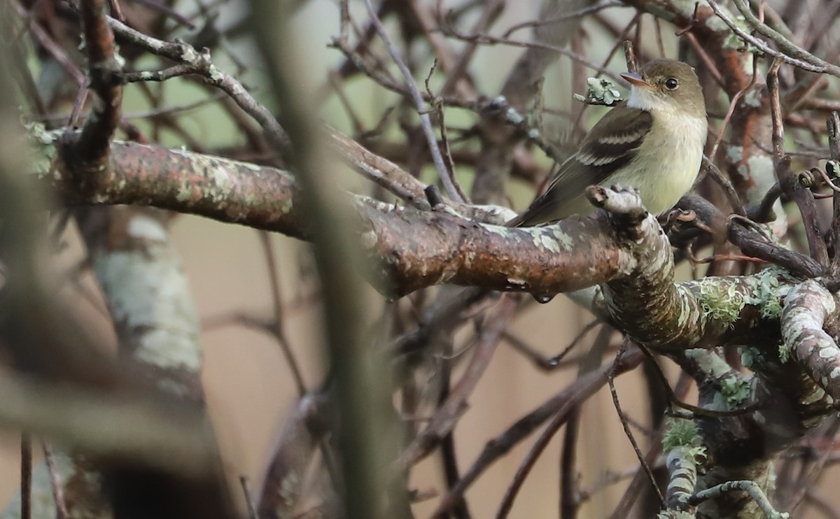 Willow Flycatcher - ML578944221