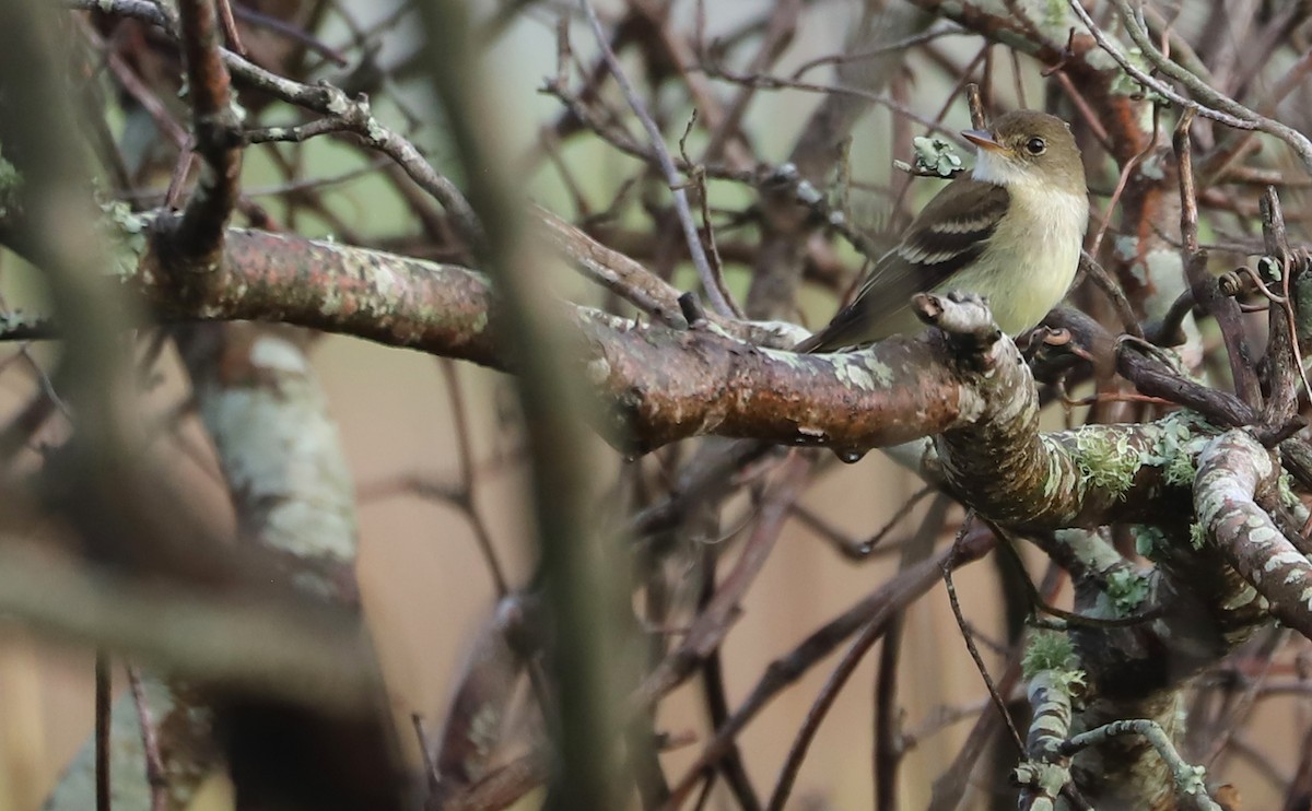 Willow Flycatcher - Rob Bielawski