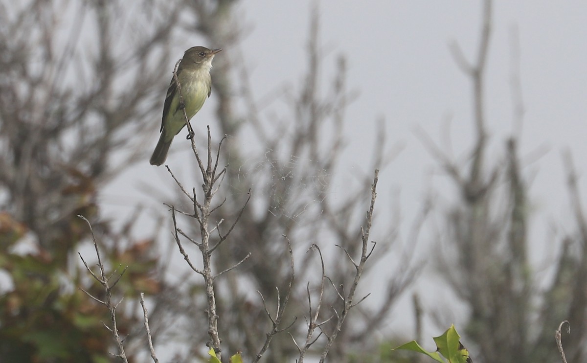 Willow Flycatcher - Rob Bielawski