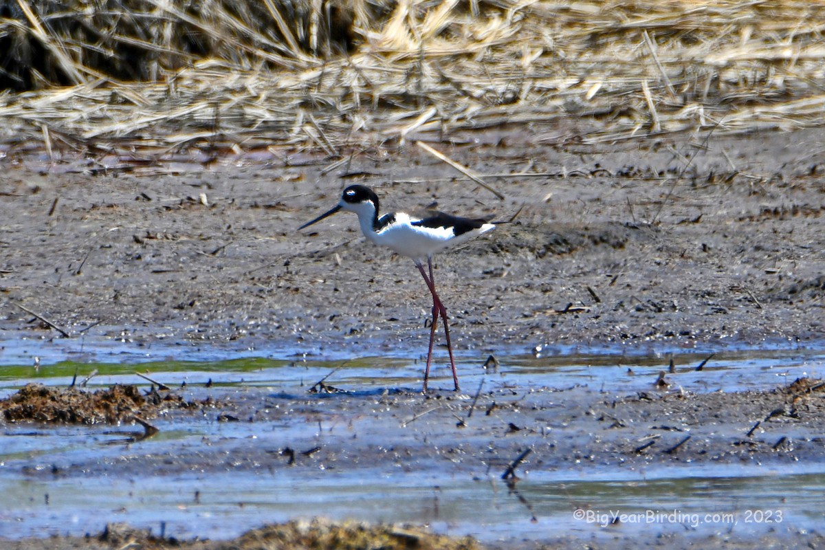 Black-necked Stilt - ML578944281