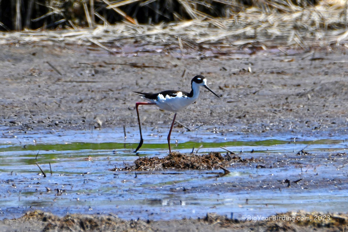 Black-necked Stilt - ML578944301