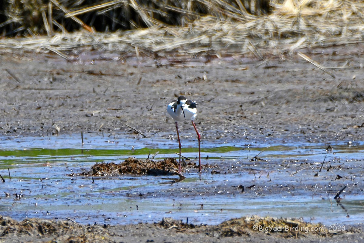 Black-necked Stilt - ML578944331