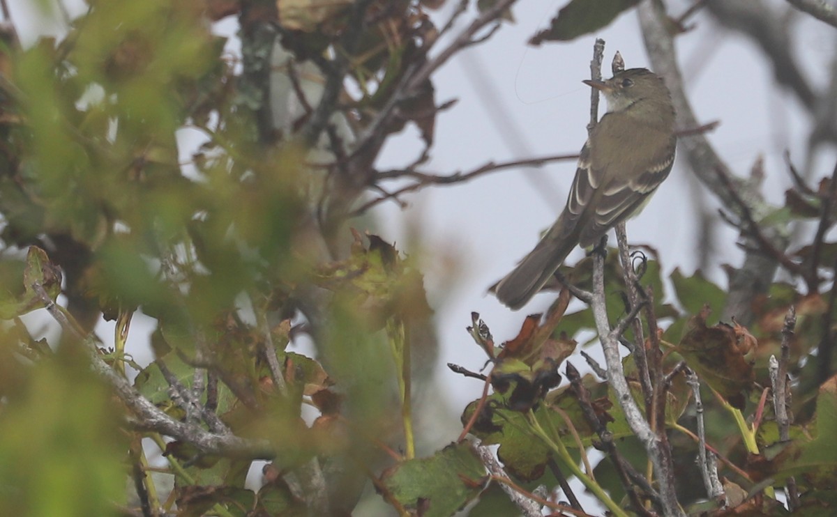 Willow Flycatcher - Rob Bielawski