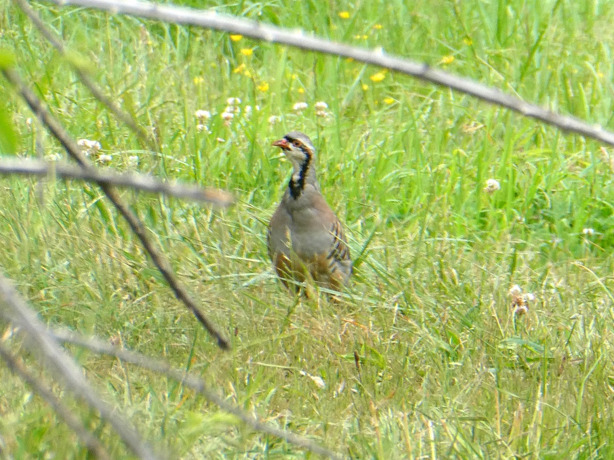 Chukar - ML578944831