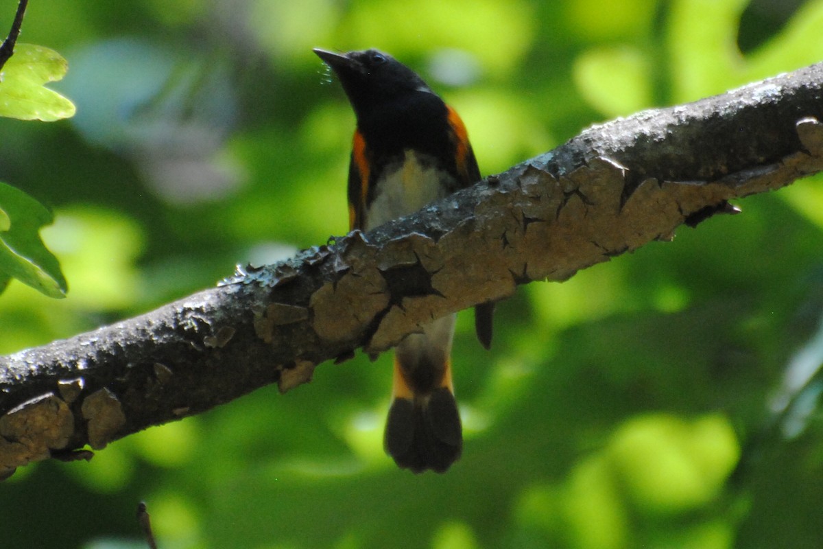 American Redstart - ML578946731