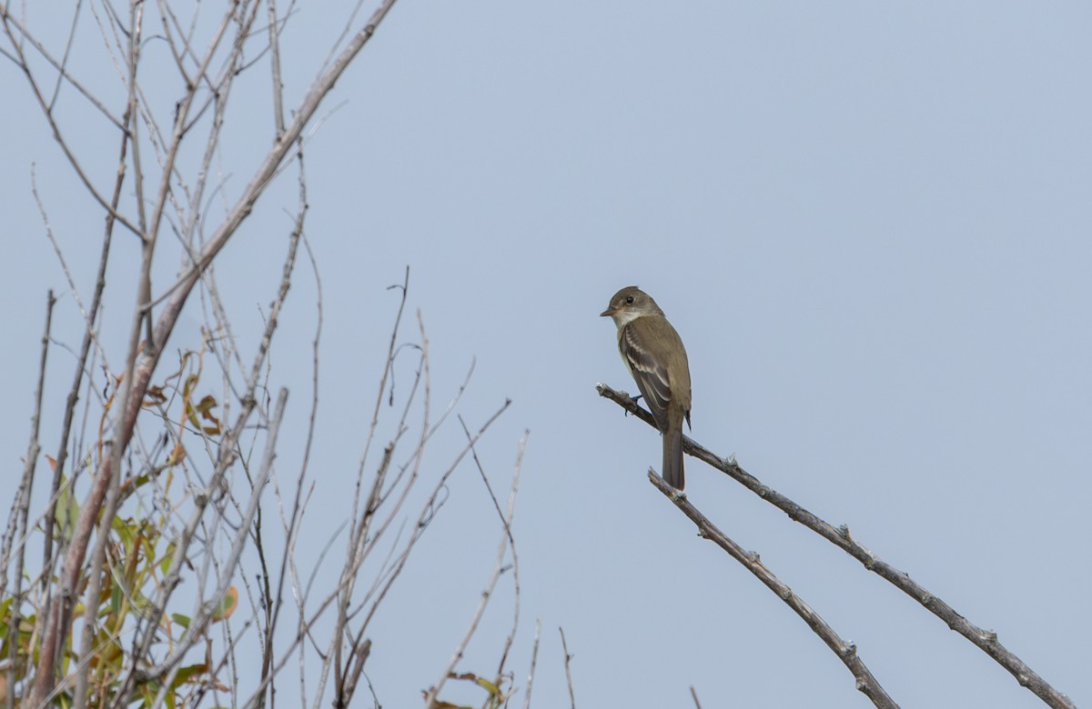 Willow Flycatcher - Elena Bersani