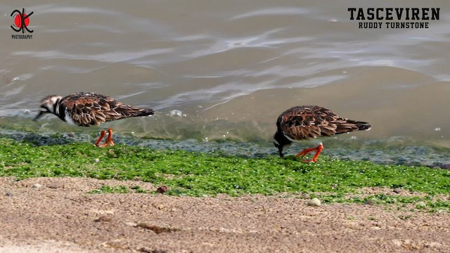 Ruddy Turnstone - ML578946851