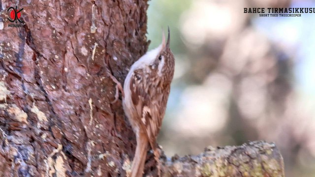 Short-toed Treecreeper - ML578948111