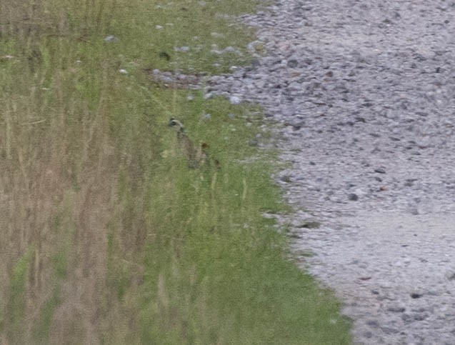 Northern Bobwhite - Gordon Green