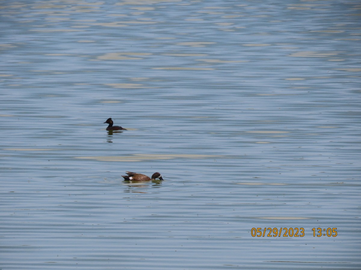 Blue-winged Teal - ML578950101