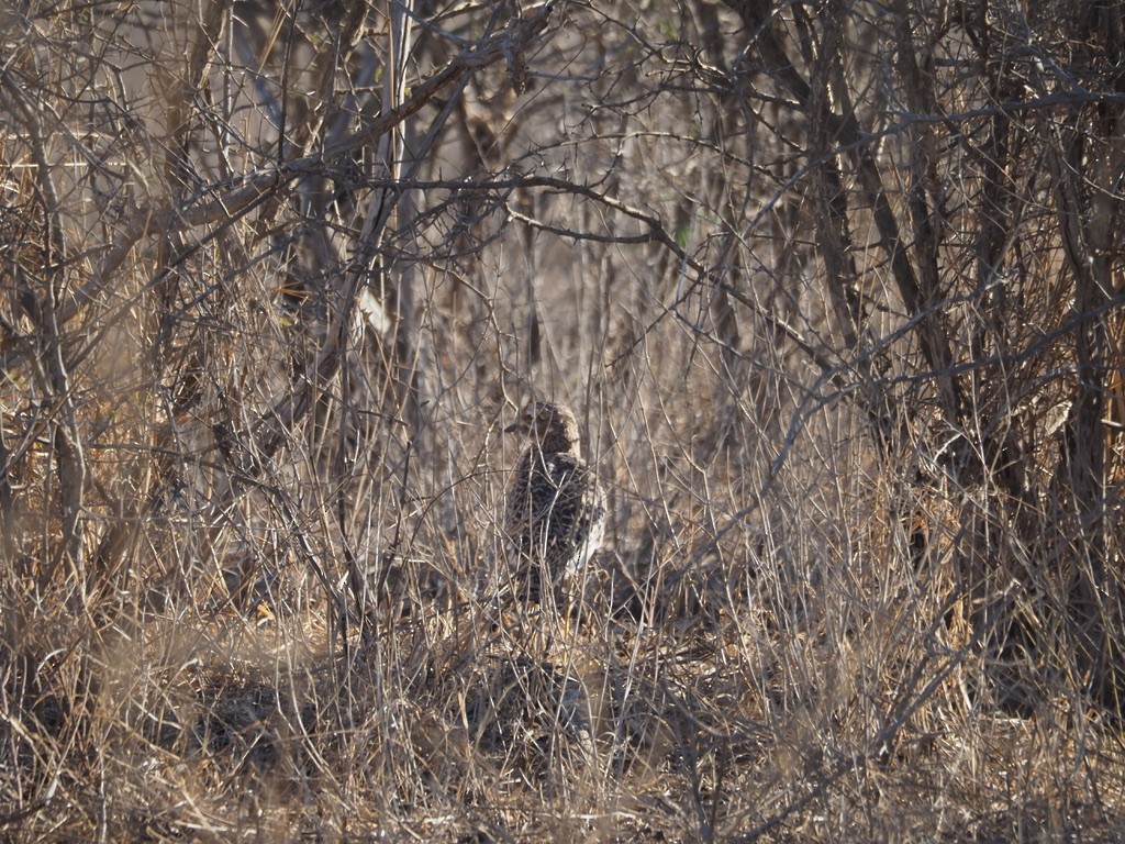 Spotted Thick-knee - ML578951251