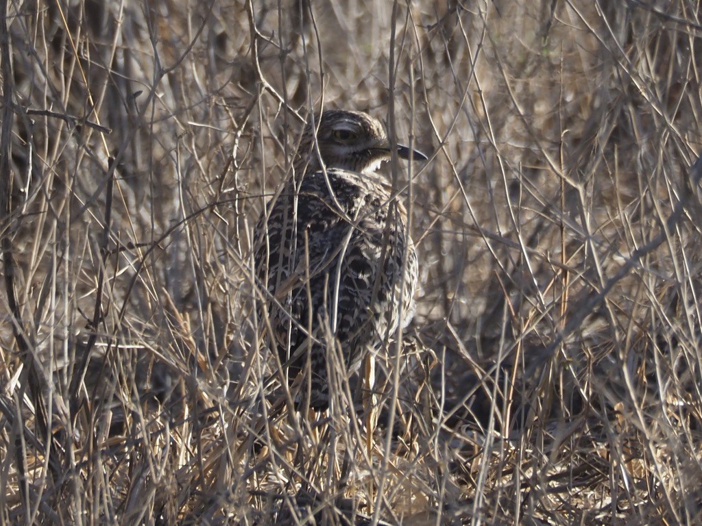 Spotted Thick-knee - ML578951301