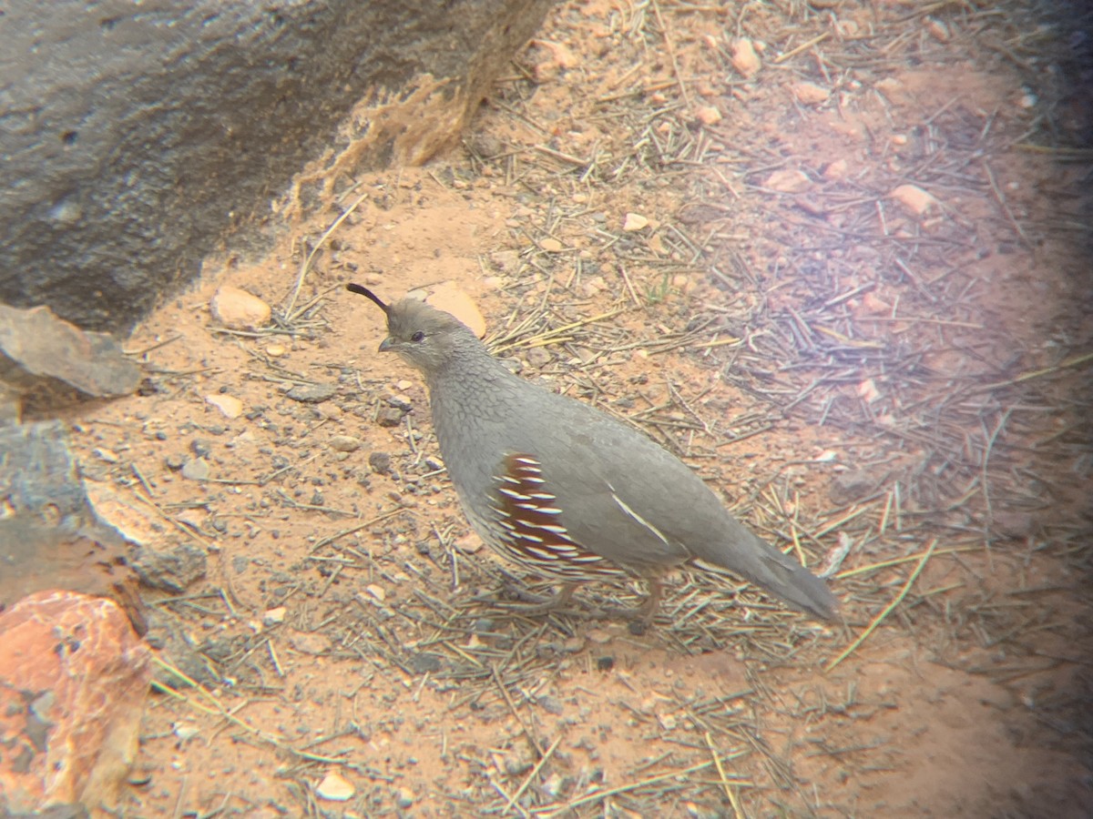 Gambel's Quail - Shauna Cotrell