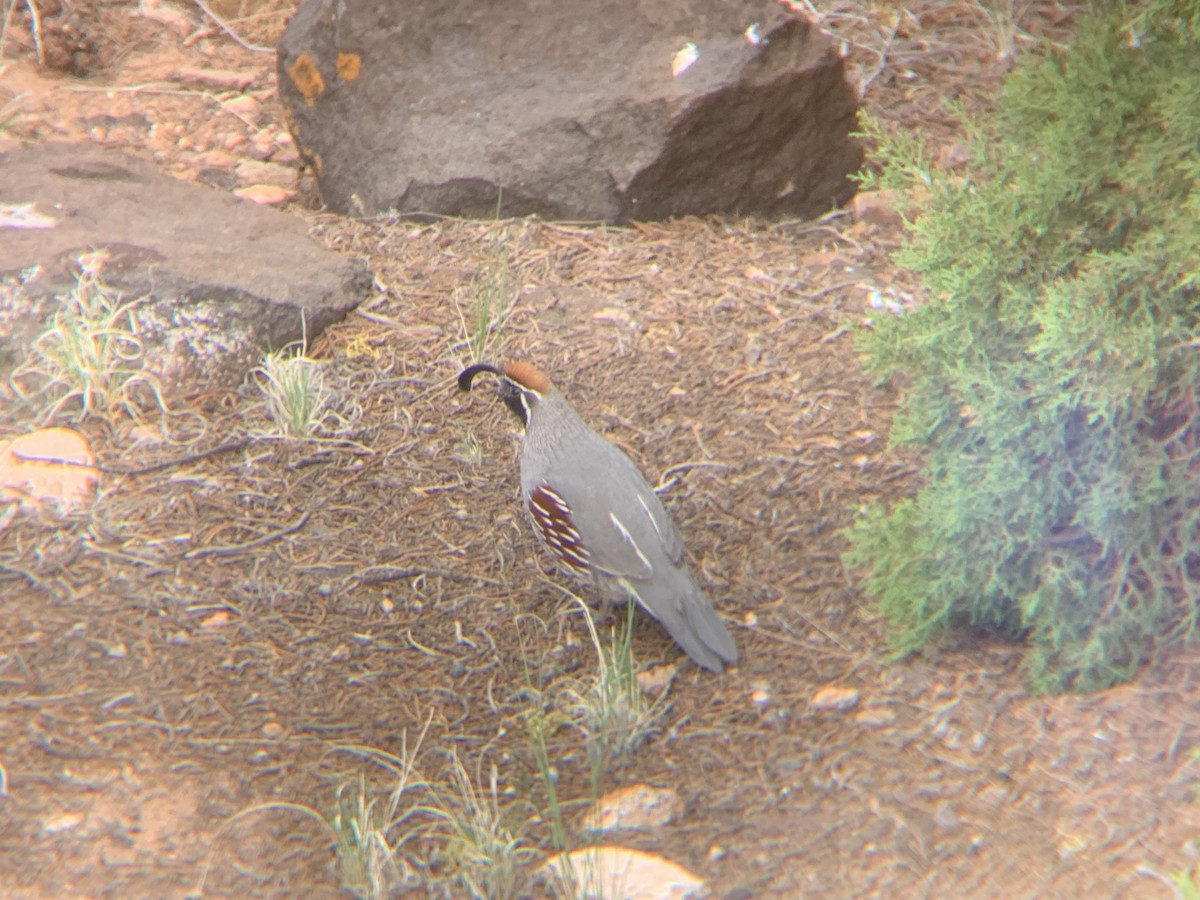 Gambel's Quail - Shauna Cotrell