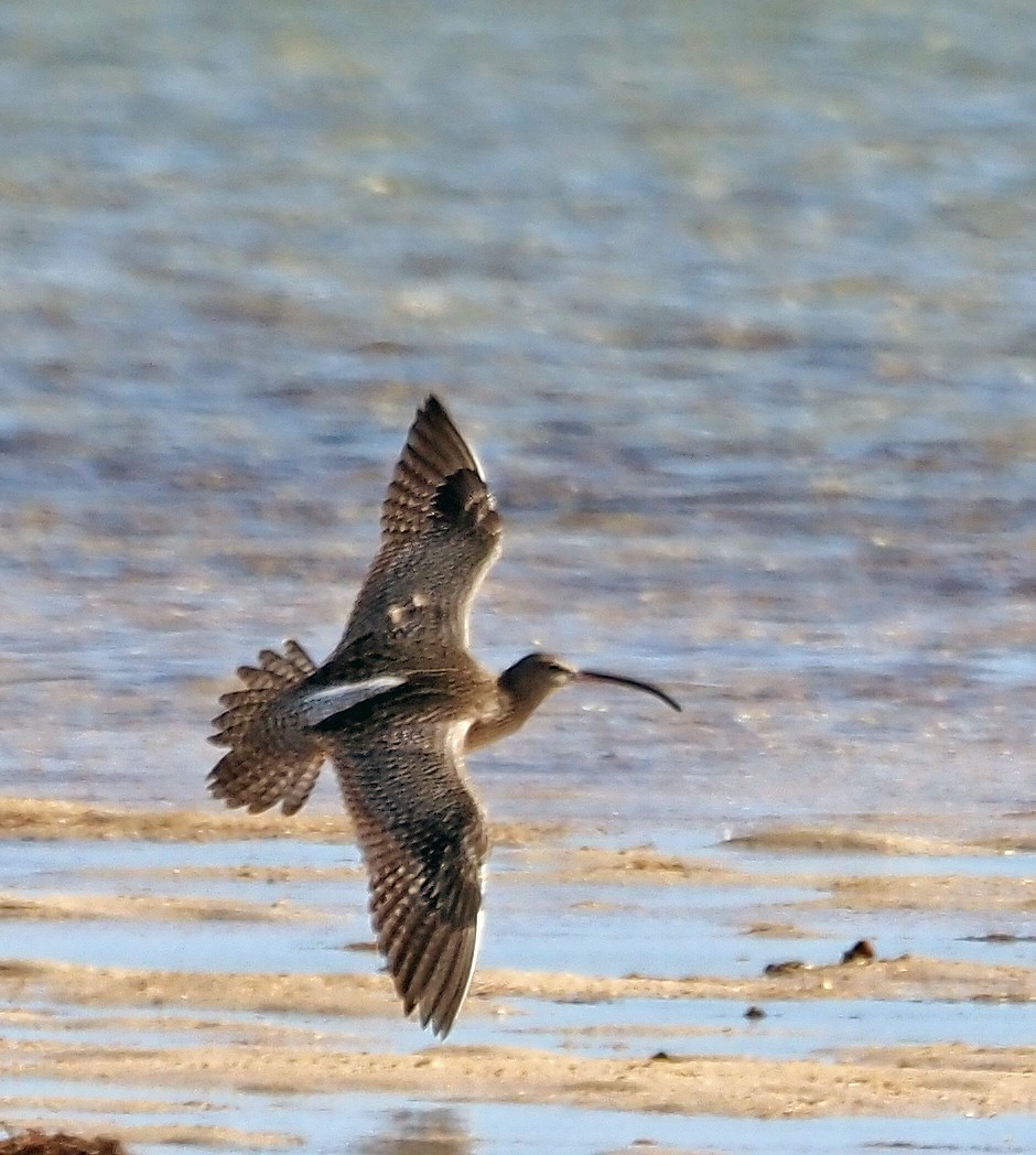 Regenbrachvogel - ML578952511