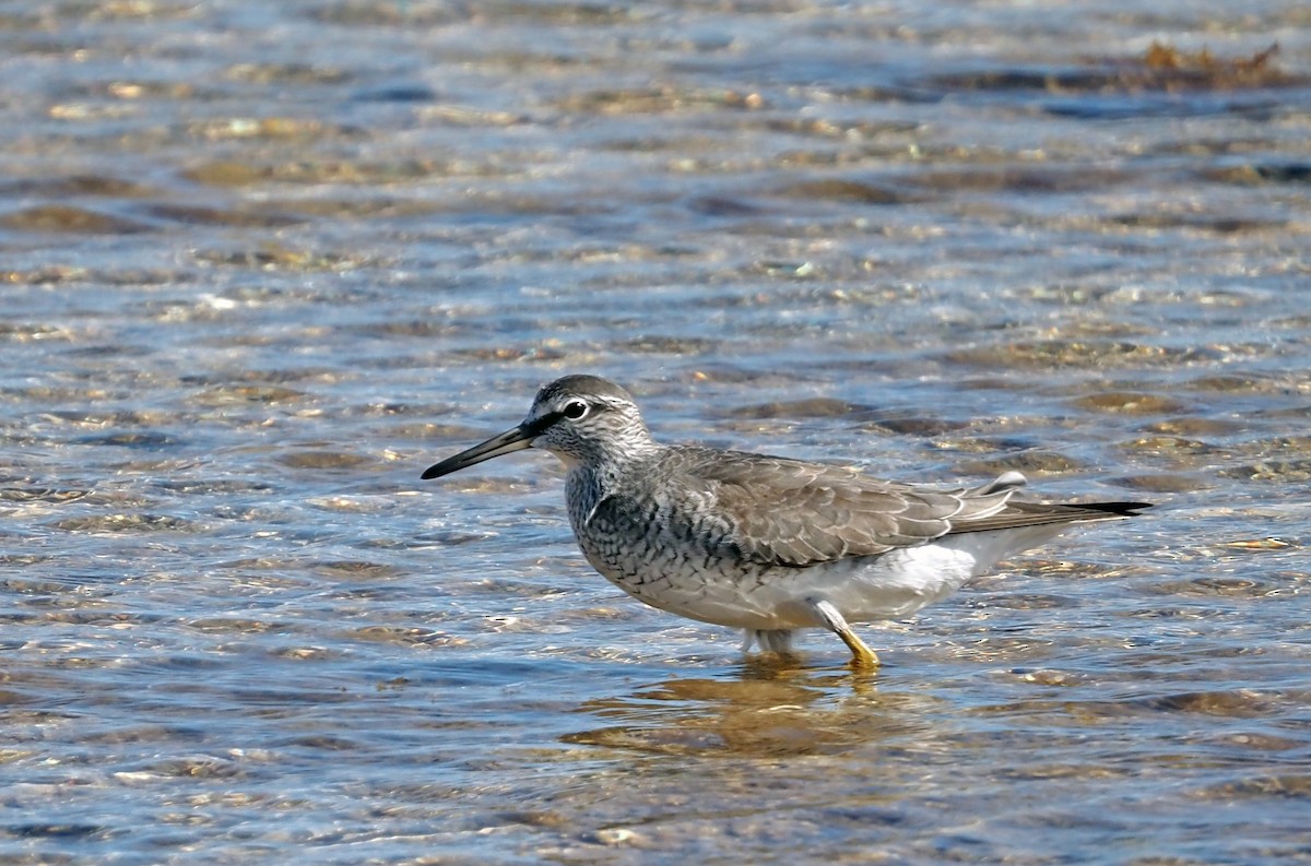 Grauschwanz-Wasserläufer - ML578953111