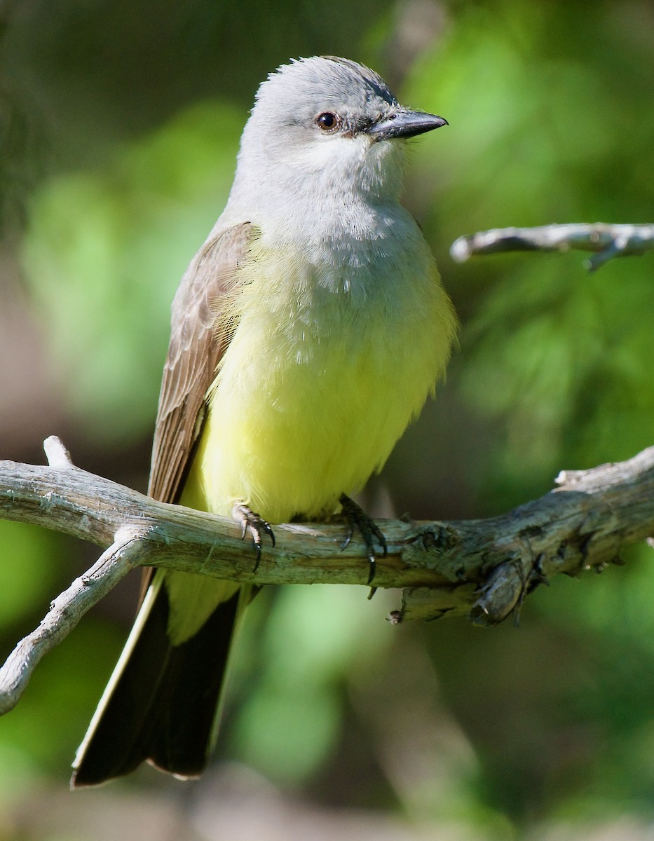 Western Kingbird - ML578953531