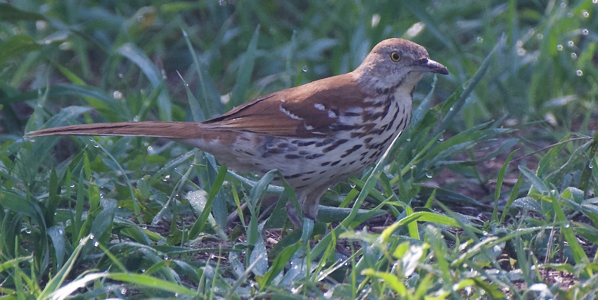 Brown Thrasher - ML578953811