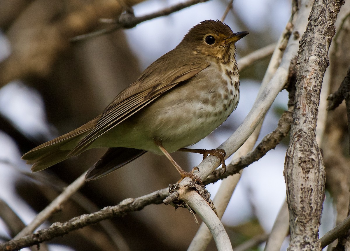 Swainson's Thrush - ML578953861