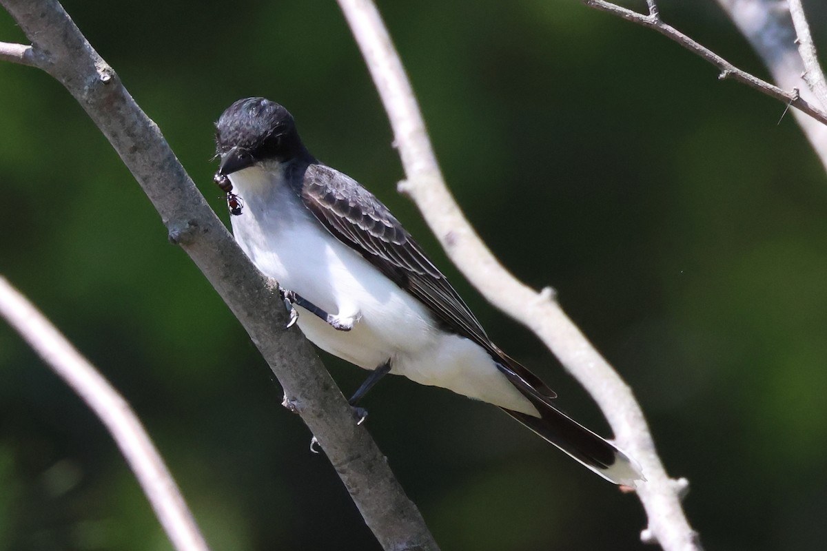 Eastern Kingbird - ML578954521