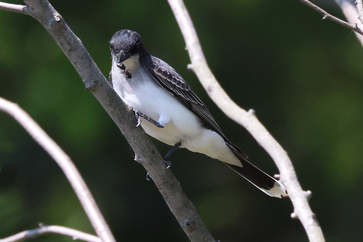 Eastern Kingbird - ML578954531