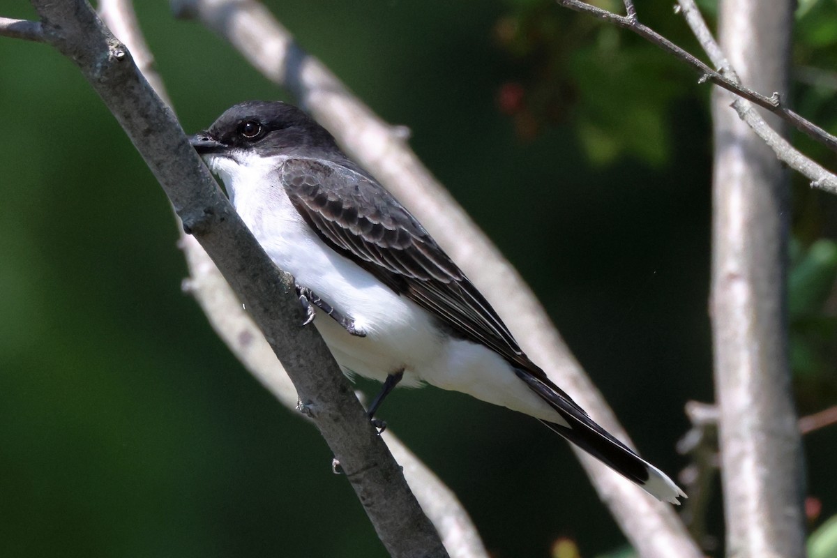 Eastern Kingbird - ML578954541