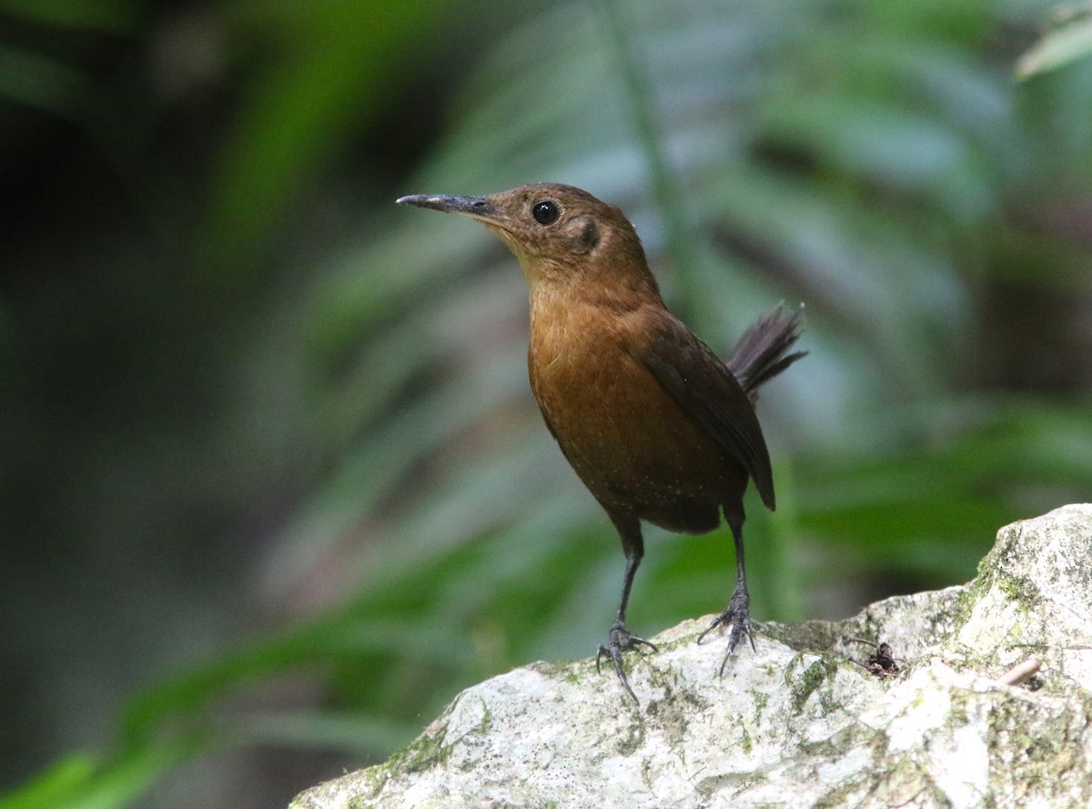 Sumichrast's Wren - ML578954591