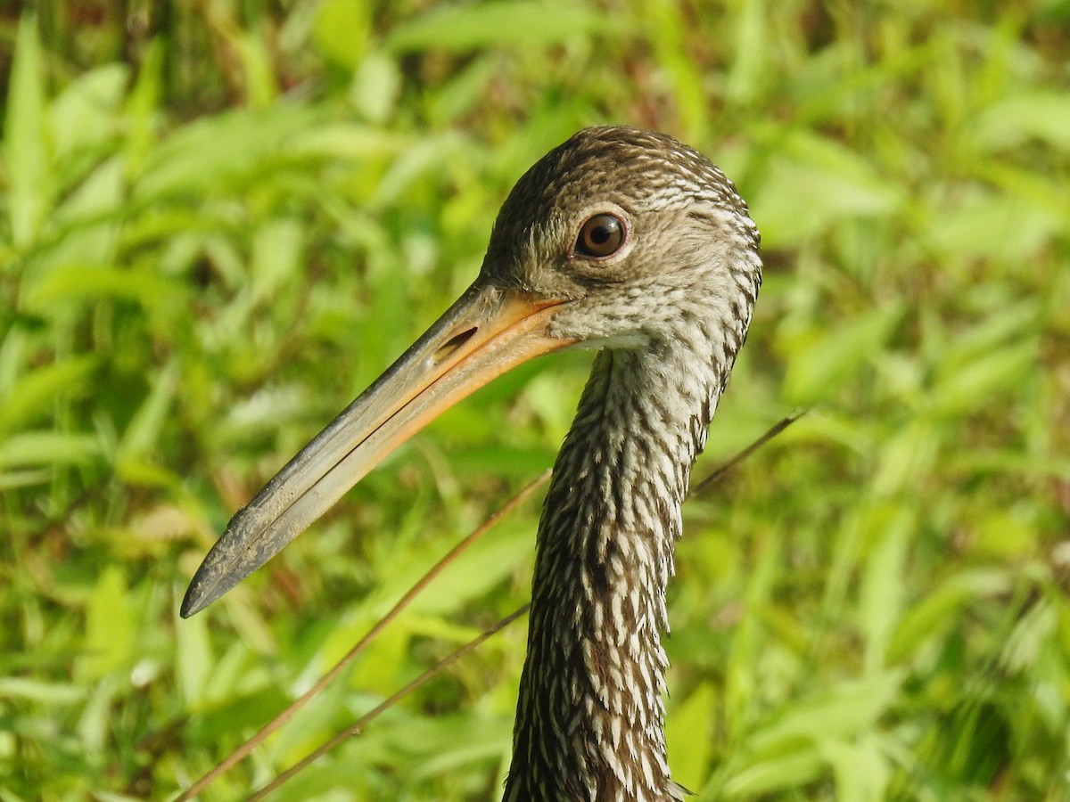 Limpkin - ML578956731