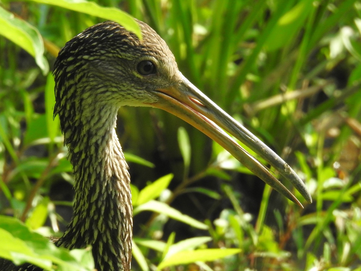 Limpkin - Roger Massey