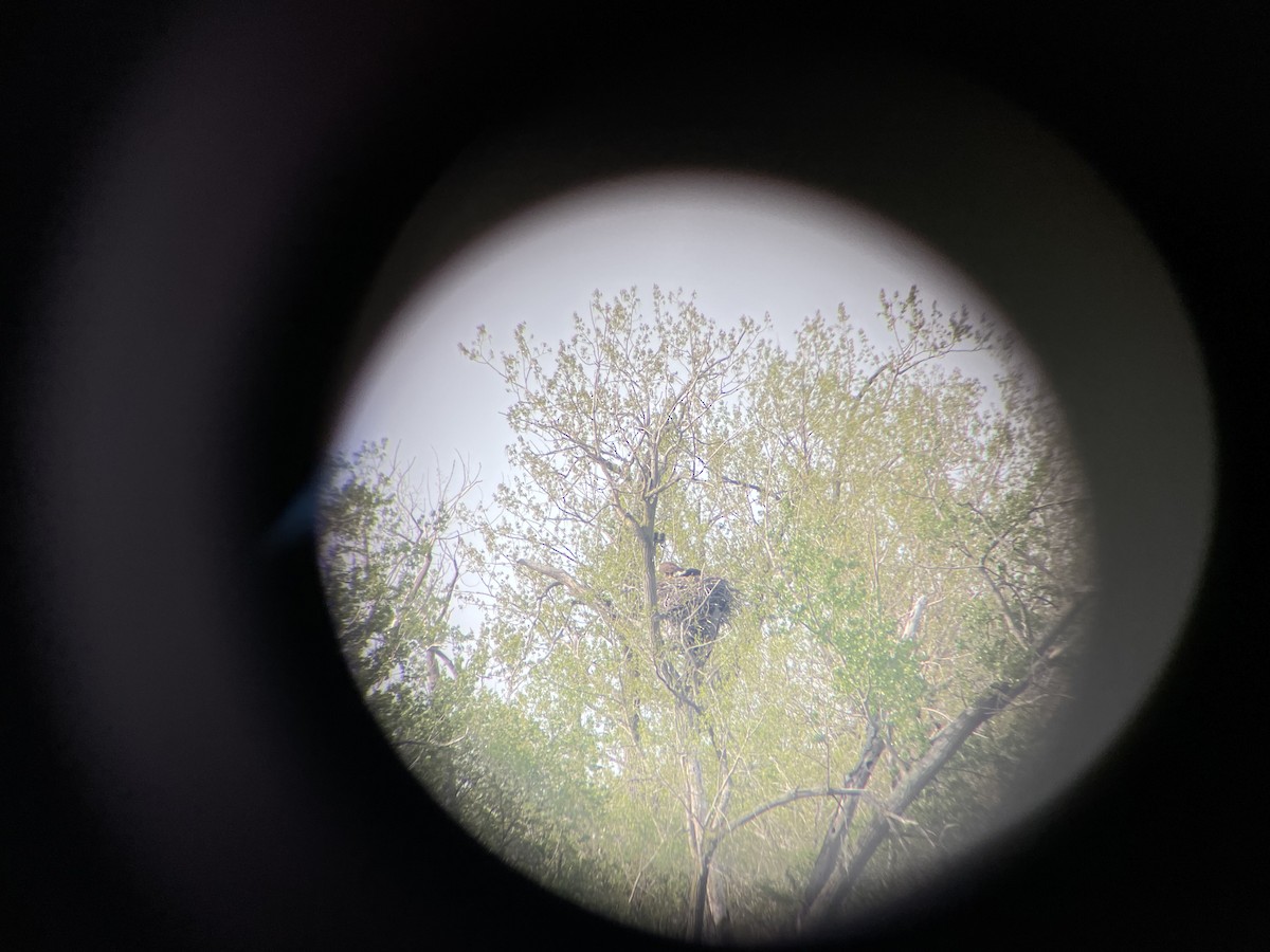 Bald Eagle - ML578957321