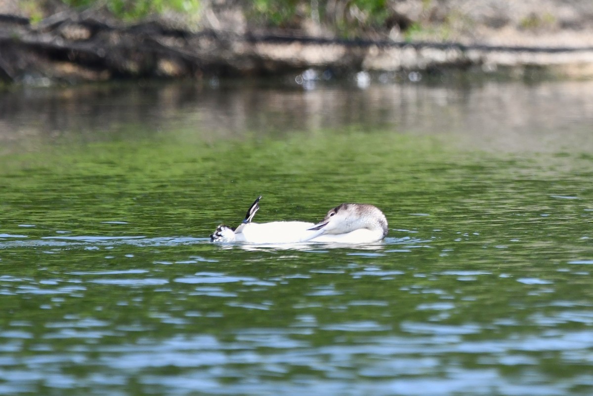 Common Loon - ML578958151