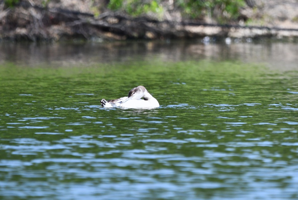 Common Loon - ML578958161