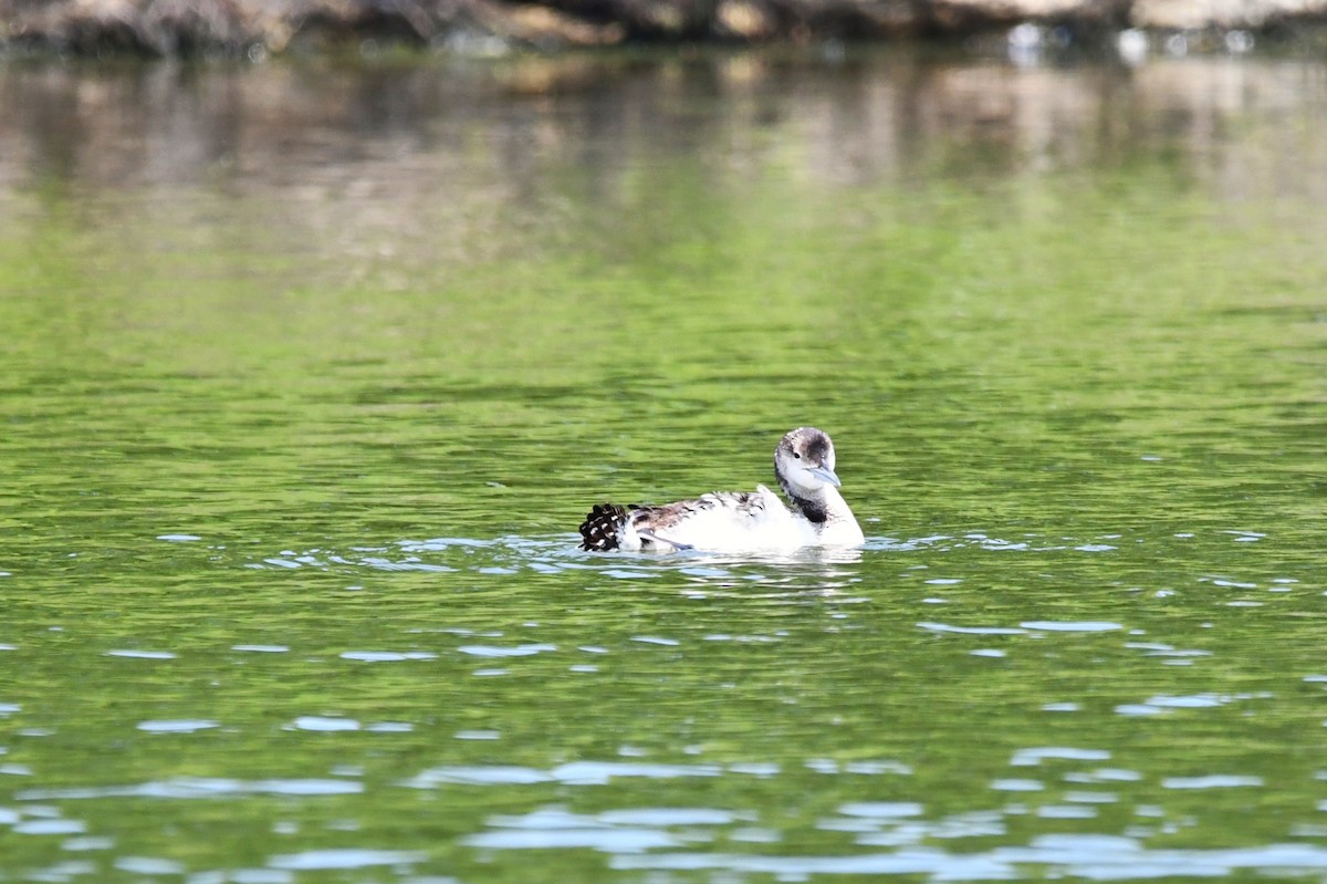 Common Loon - ML578958181